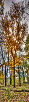 web.Tree.IMG_0409-EditHDR-1